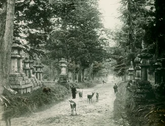 Parc Kasauga Taisha à Nara, vers 1900 - 1915 (photographie)