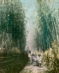 Jeune femme dans une pousse de bambou vers 1900 - 1915 (photographie)
