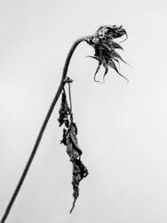 Parmi les fleurs 15