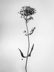 Parmi les fleurs 21