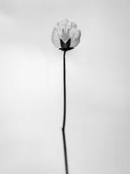 Parmi les fleurs 26