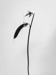 Parmi les fleurs 27