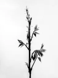 Parmi les fleurs 32, 2021