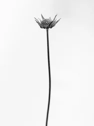 Parmi les fleurs 33