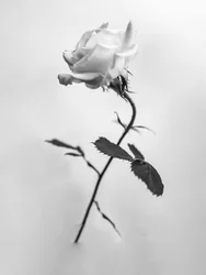 Parmi les fleurs 41, 2021