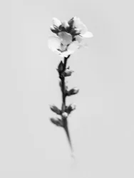 Parmi les fleurs 55