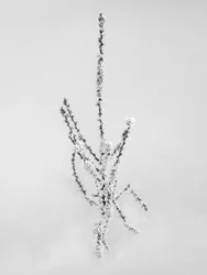 Parmi les fleurs 57