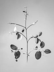 Parmi les fleurs 60