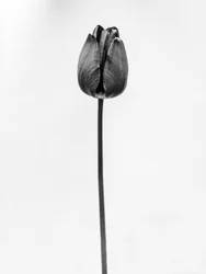 Parmi les fleurs 63