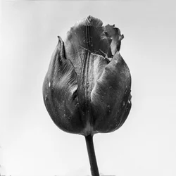 Parmi les fleurs 64, 2021