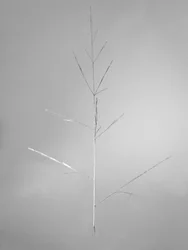 Parmi les fleurs 69, 2021