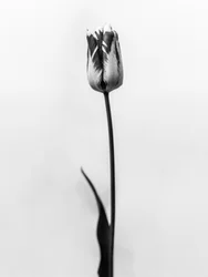Parmi les fleurs 70, 2021