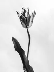 Parmi les fleurs 71