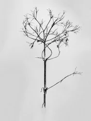 Parmi les fleurs 77, 2021