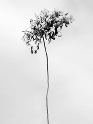Parmi les fleurs 78