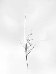 Parmi les fleurs 79