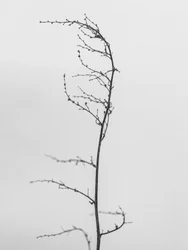 Parmi les fleurs 8