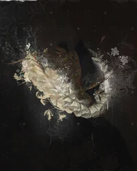 CollarFloral, 2017