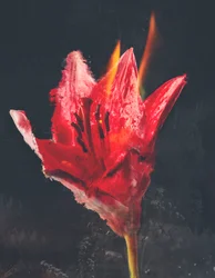 Combustion