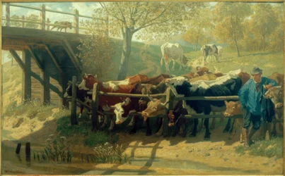 Vaches assoiffées