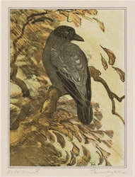 Corbeau bigarré sur une branche