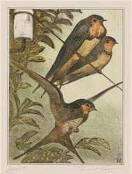 Trois hirondelles