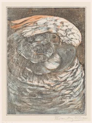 Tête de perroquet