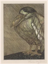Héron bihoreau sous la pluie