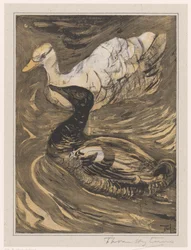 Deux canards nageant