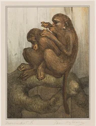 Singes se cherchant des puces