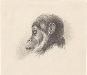 Tête de singe