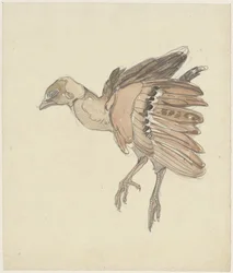 Petit oiseau mort (perdrix ?)