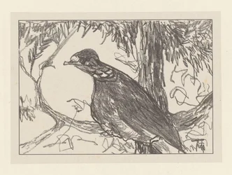 Pigeon ramier dans un arbre