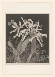 Orchidées