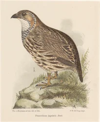 Perdrix (francolinus jugularis)