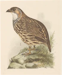 Perdrix (francolinus jugularis)