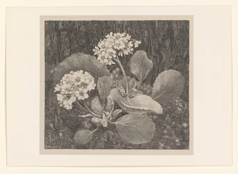 Primevère dans la mousse (Études de fleurs)
