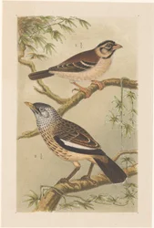 Deux oiseaux sur des branches