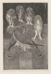 Quatre chouettes et deux faucons (Dierstudies)