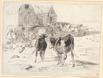 Récolte de foin à Saltholm. Veaux rassemblés autour des chariots près de la grange