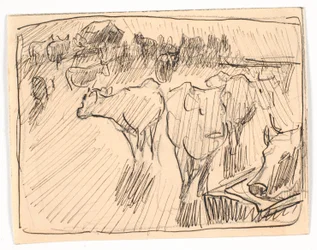 Vaches près d