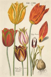 Tulipes. De Florilegium novum, hoc est Variorum Maximeque Radiorum Florum ac Plantorum, pub. 1612
