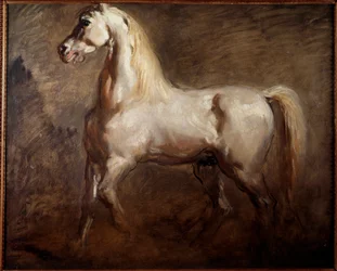 Étude de cheval blanc en profil gauche
