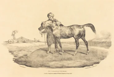 Un cheval arabe