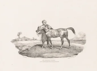 Un cheval arabe