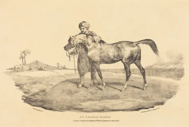 Un cheval arabe