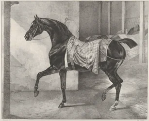 Cheval noir attaché dans une écurie