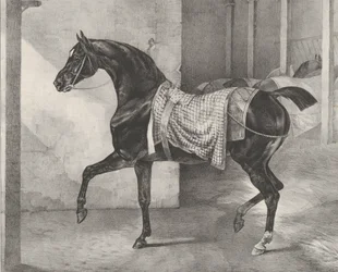 Cheval noir attaché dans une écurie, 1822
