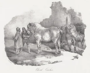 Le cheval Cauchois (une race autochtone originaire de Caux, en Normandie)