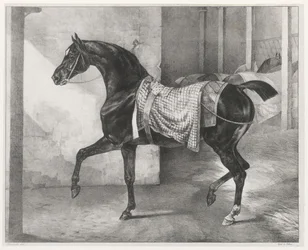Cheval noir attaché dans une écurie